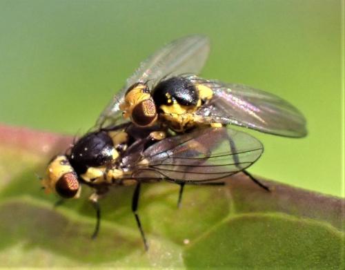 Liriomyza sp.